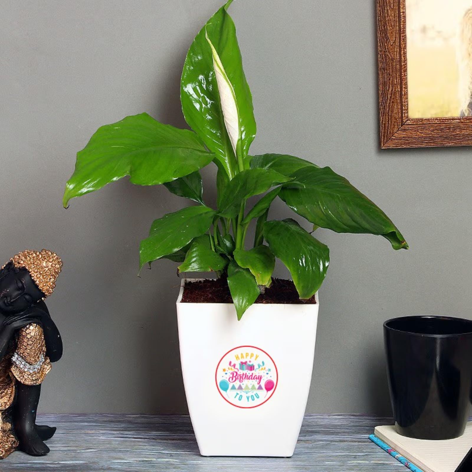 Live Syngonium Plant - Birthday Gift | Same Day Delivery -8