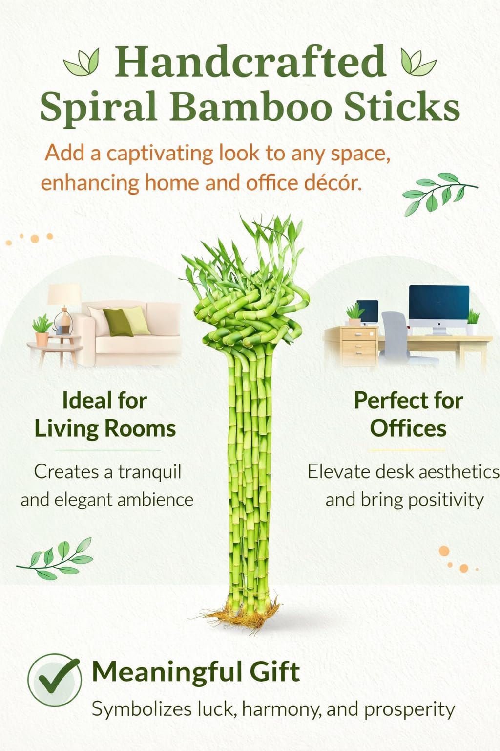 Spiral Lucky Bamboo - Good Luck Plant -4 Spiral Lucky Bamboo - Good Luck Plant -4
