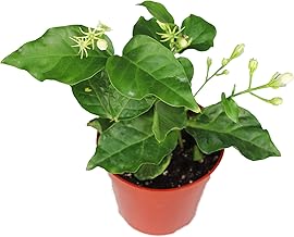 Arabian Jasmine Sambac - 4" from California Tropicals