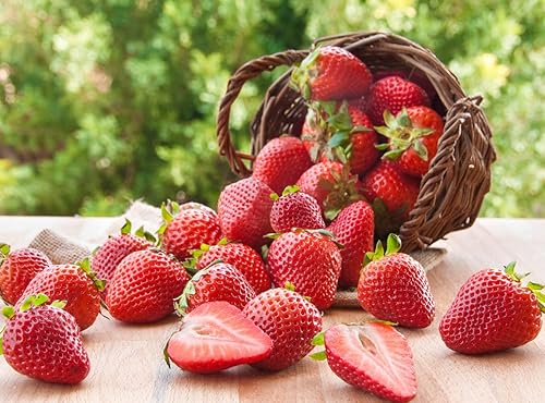 Miniatura 3 de Paquete combinado de semillas de frutas, 6 tipos, fresa, frambuesa, morera, manzana, naranja, arándano, semillas de arándano, reliquia sin OMG y