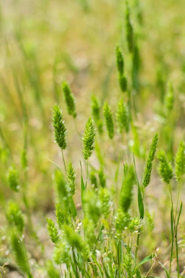 Amazon.com: timothy seed