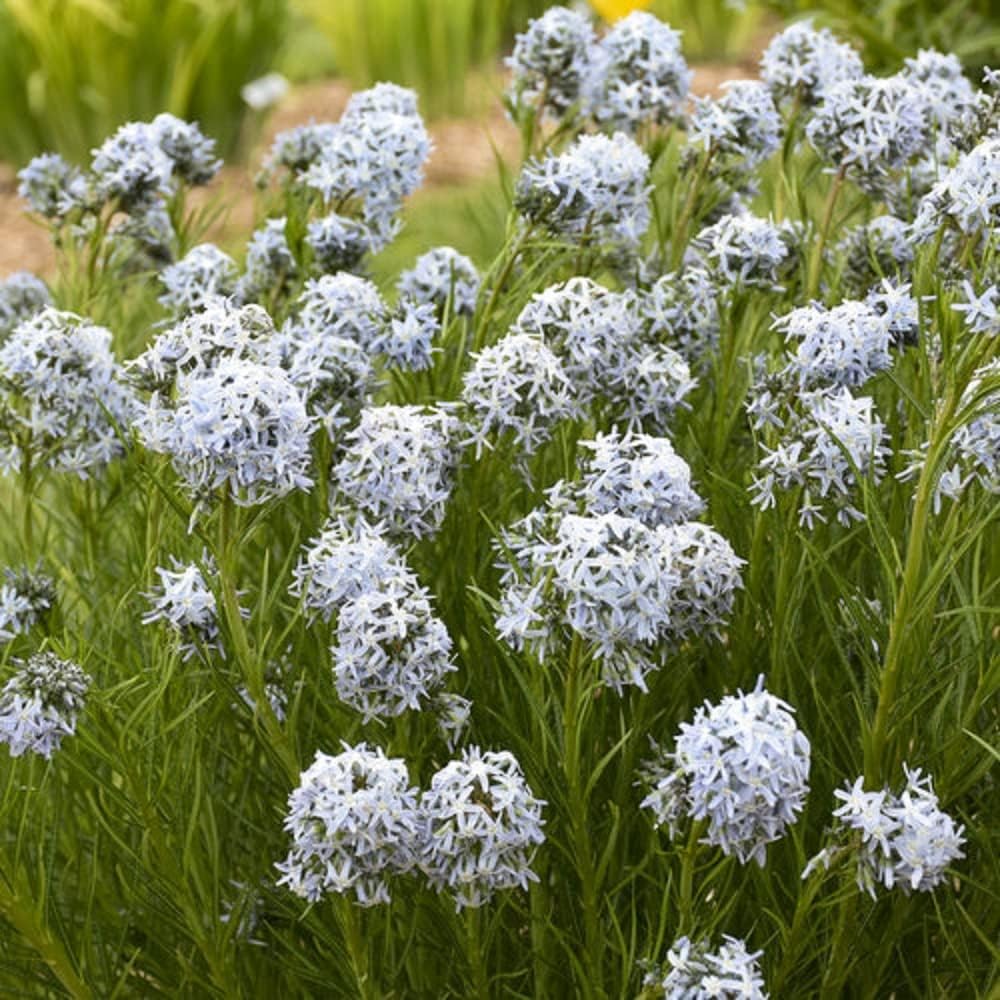 Proven Winners AMSPWP1026102 'String Theory' (Amsonia) Live Plant, 1 Gallon, Blue