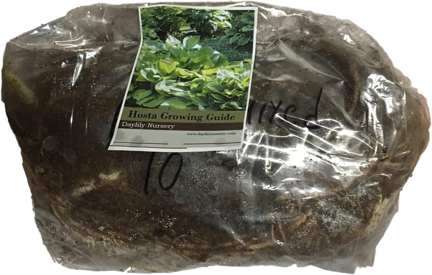 10 Paradigm Bareroot Hosta, bareroots