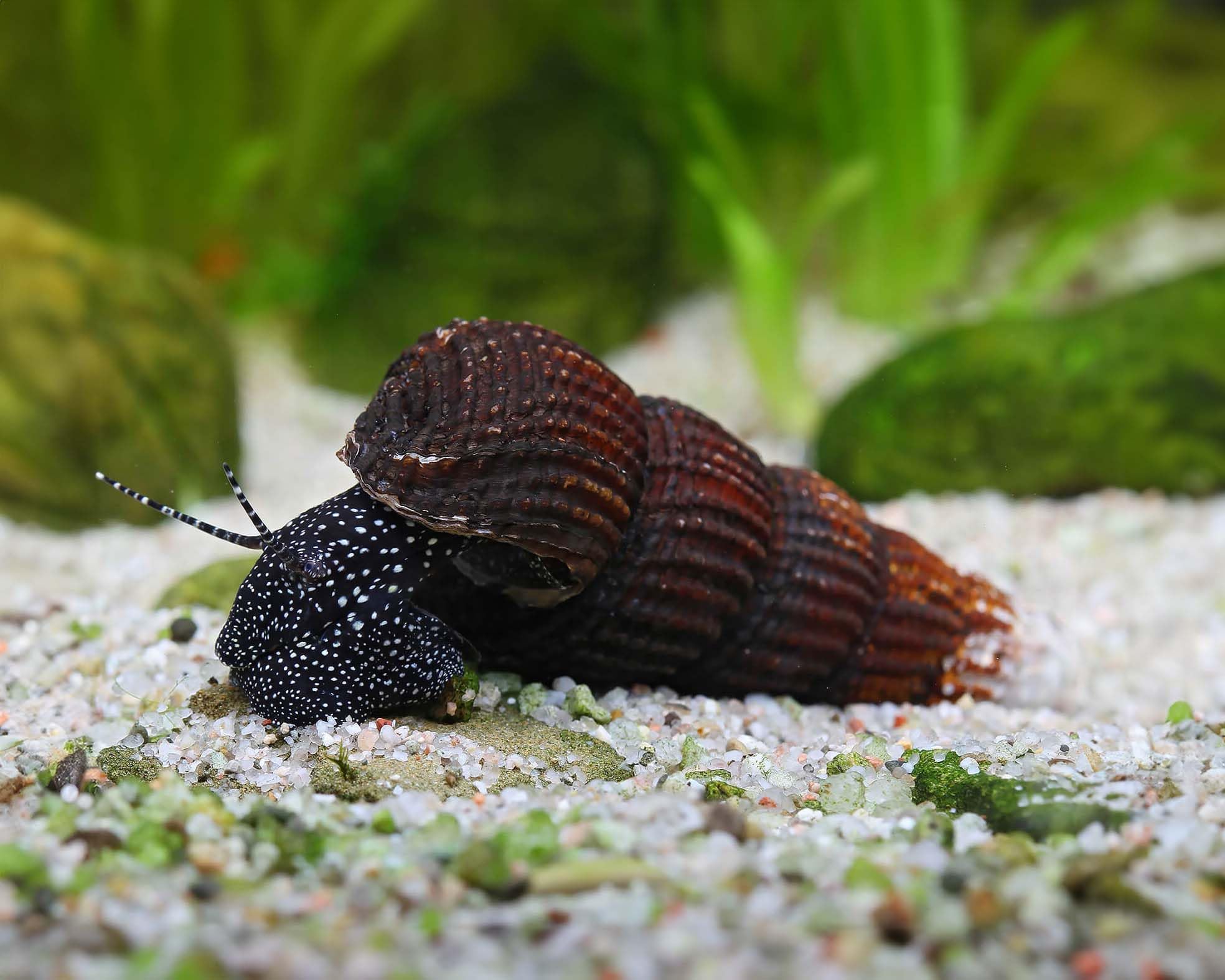 NatureHolic Weiße Perlhuhnschnecke Tylomelania patriarchalis 3 Stück - Aquarium Schnecken lebend - große Algenfresser Schnecke - ab 54l Beckengröße - Natürliche Aquarien Reinigung