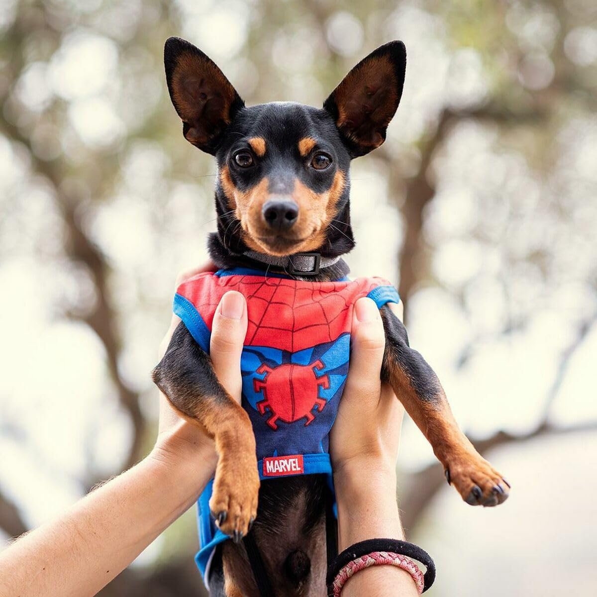 CERDÁ LIFE'S LITTLE MOMENTS - For Fan Pets, Magliettina per Cani Spiderman - T-shirt per cani - Licenza Ufficiale Marvel rosso XS