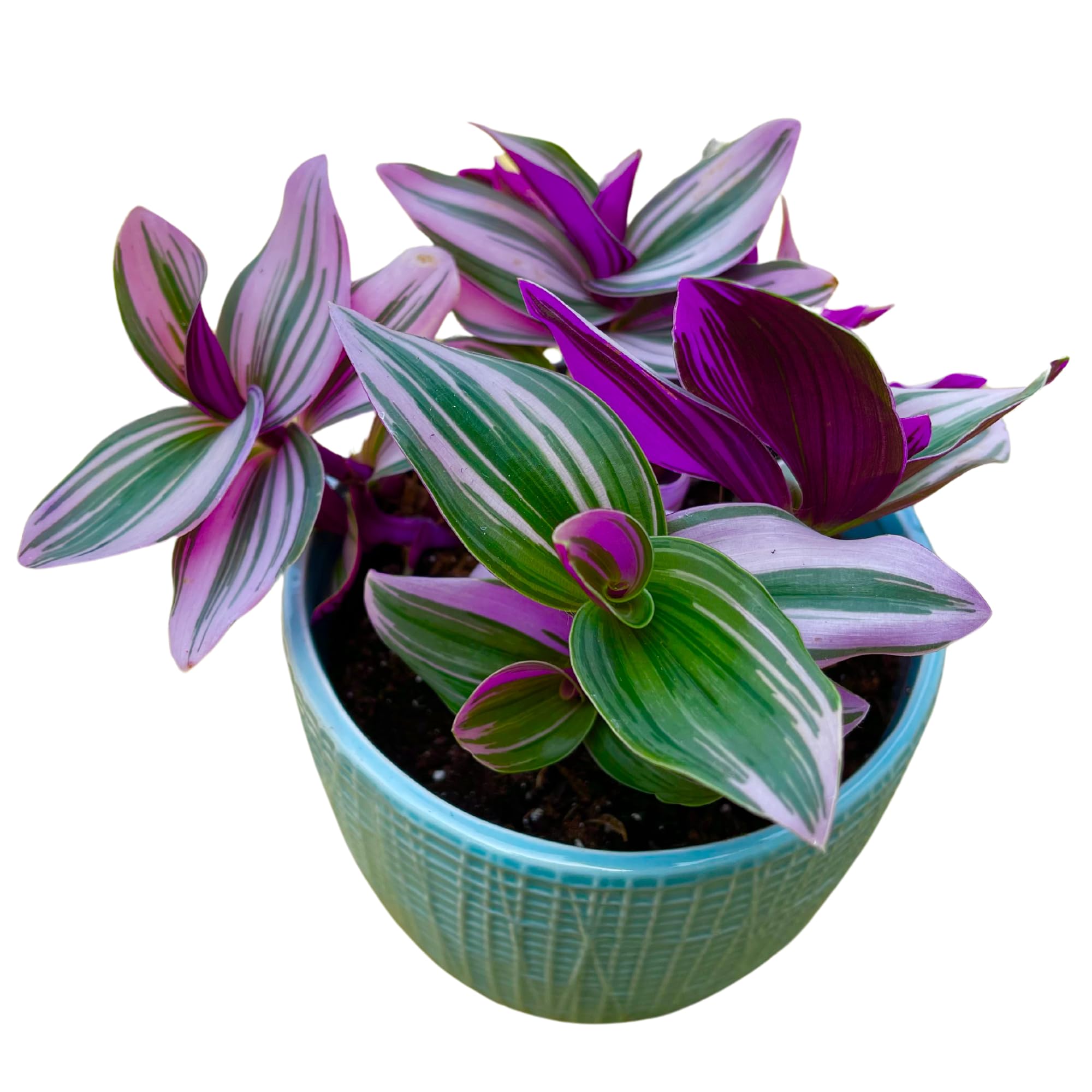Amazon.com : PLANTVERS Tradescantia Nanouk Lilac Plant in a