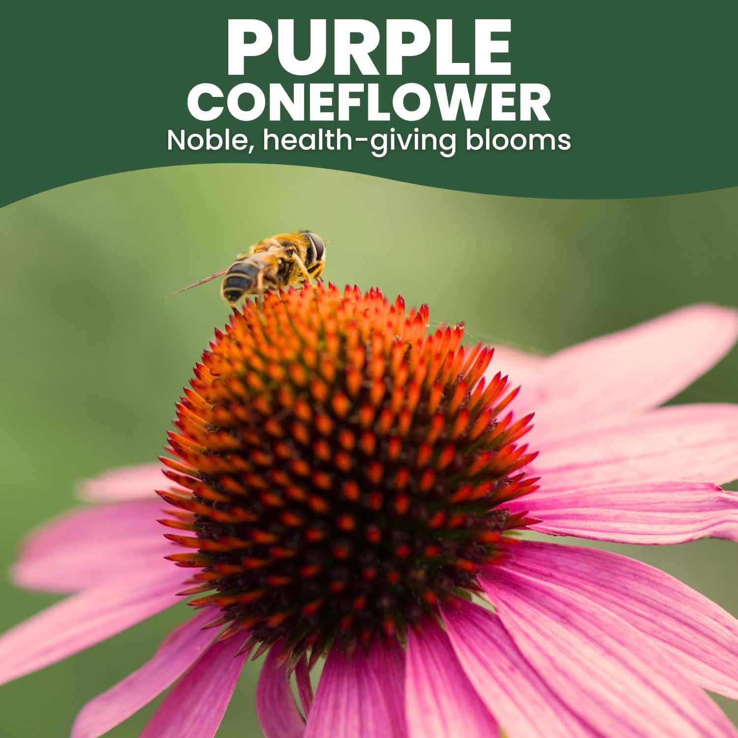 Purple Coneflower – 28,000 Seeds for Planting – 2026 Season – 4 Ounce Pouch