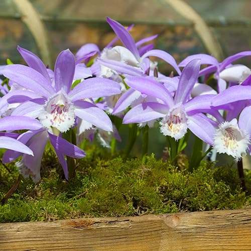 Miniatura 7 de Mosser Lee - Musgo natural verde en lámina, 325 pulgadas cuadradas, ML0460