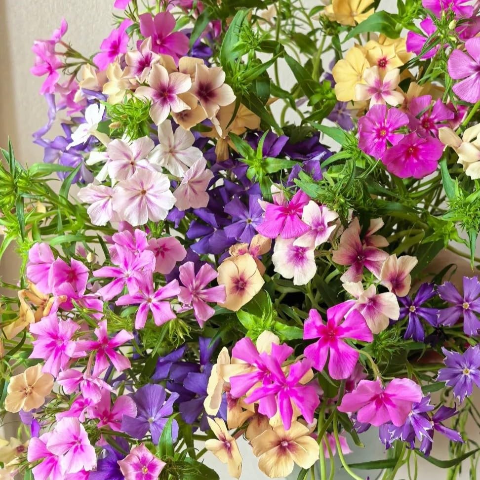 Mix Phlox Seeds-Hardy，Perennial Delights for Spectacular Garden Displays