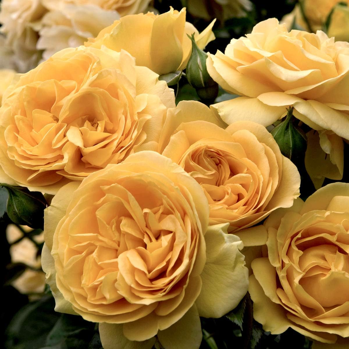Van Zyverden 83897 Roses Julia Child 1 Root Stock, Set of 1, Yellow