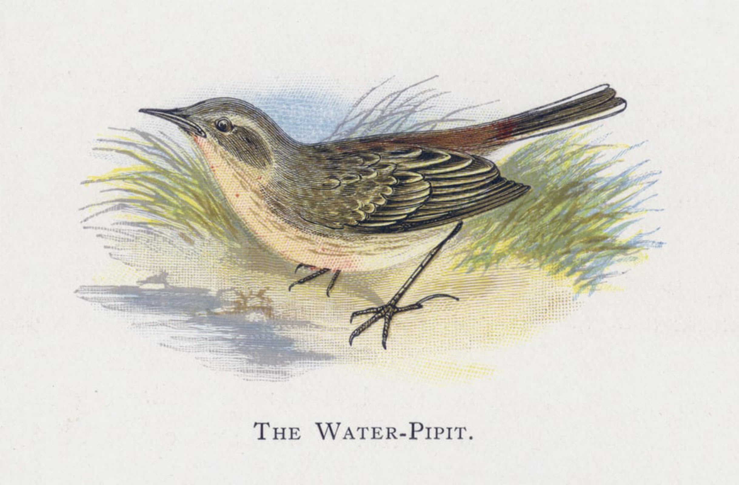 RZHRHJES Retro Picture Portrait Oil Painting Modern Wall Artwork the Water Pipit by Alexander Lydon Canvas Poster for Office Decor 60x90cm