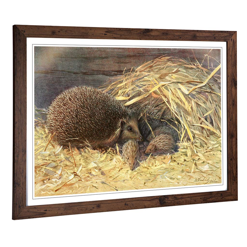 Big Box Art Framed Print of Vintage Walter Heubach Hedgehogs Design | Wall Art Picture | Home Decor for Kitchen, Living Room, Bedroom, Hallway, Walnut, A2 / 24.5x18 Inch / 62x45cm