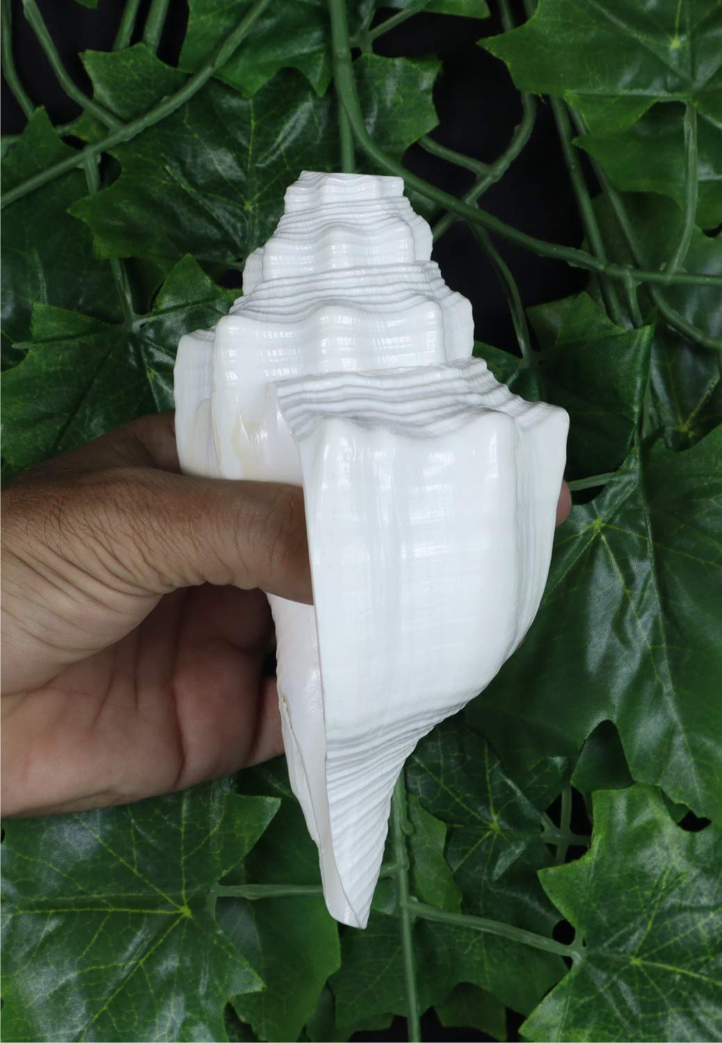 ASHIRWAD Blowing Shankh Vamavarti Dattatreya - Conch Shell - Puja Ritual - Shankhnaad (Shankh-07)