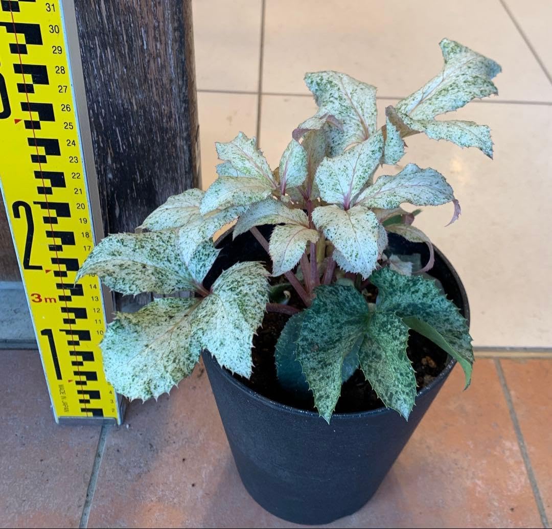 斑入り クリスマスローズの苗 スノーフィーバー １苗