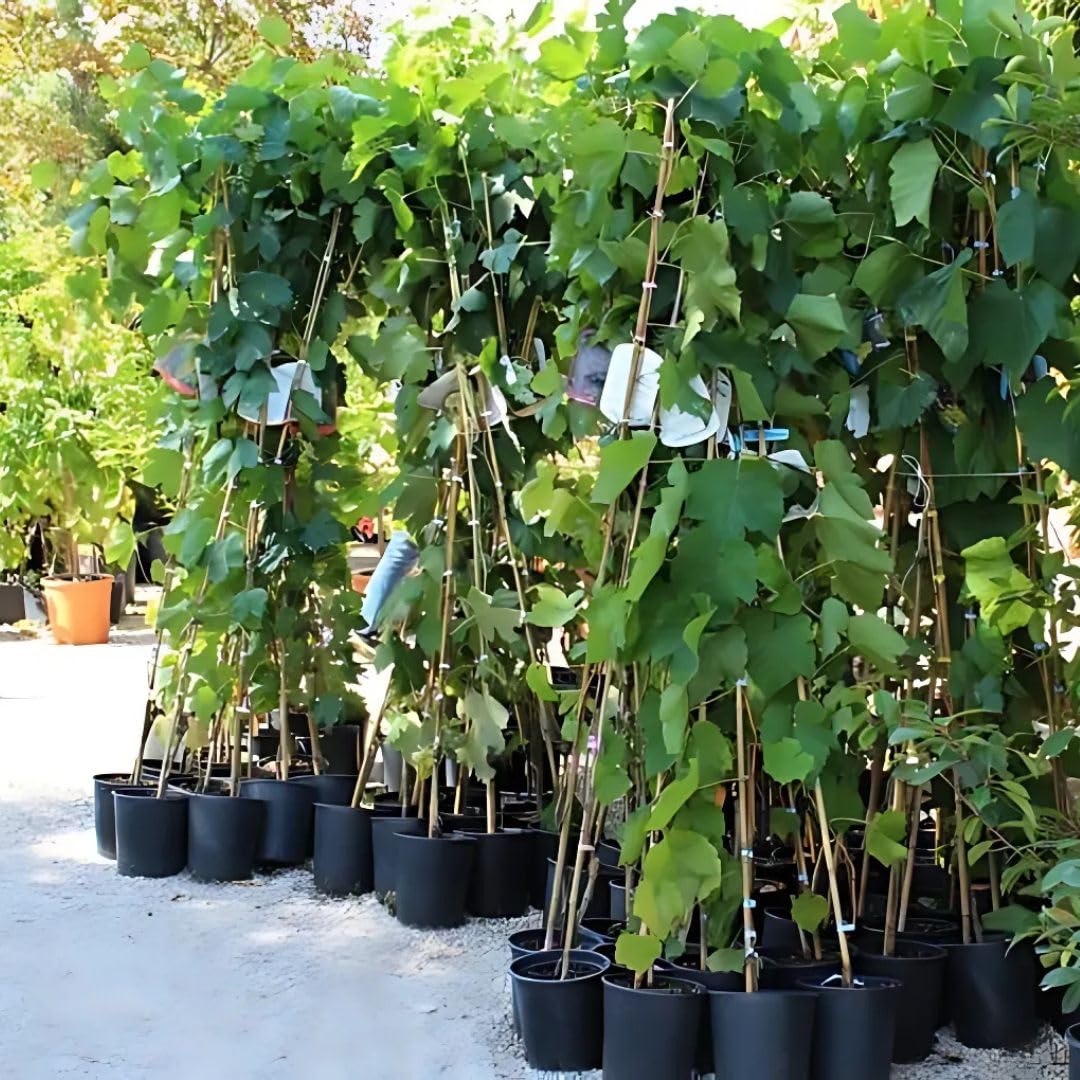 Vite Pizzutello Nero - Pianta da Frutto Antico su Vaso ø 15 cm - Altezza 120~130 cm - Età 2 Anni