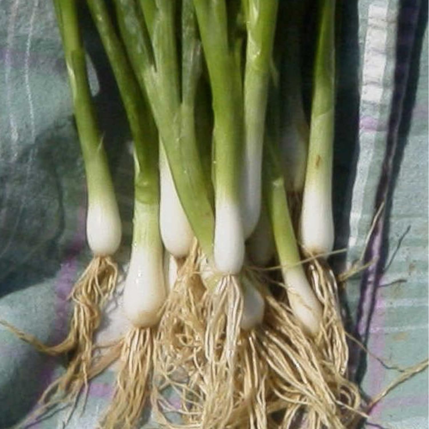 Onion Seeds - Bunching - Heshiko - 4 Oz ~50800 Seeds - Non-GMO, Heirloom - Asian Garden Vegetable