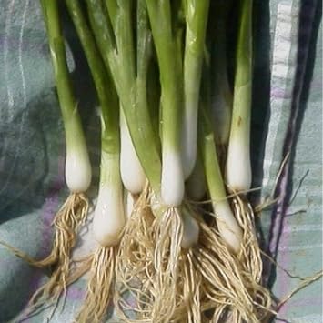 Onion Seeds - Bunching - Heshiko - 5 Lb Bulk 1016000 Seeds - Non-GMO, Heirloom - Asian Garden Vegetable