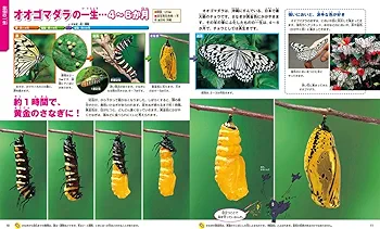 Amazon.co.jp: 一生の図鑑 (ニューワイド学研の図鑑i(アイ