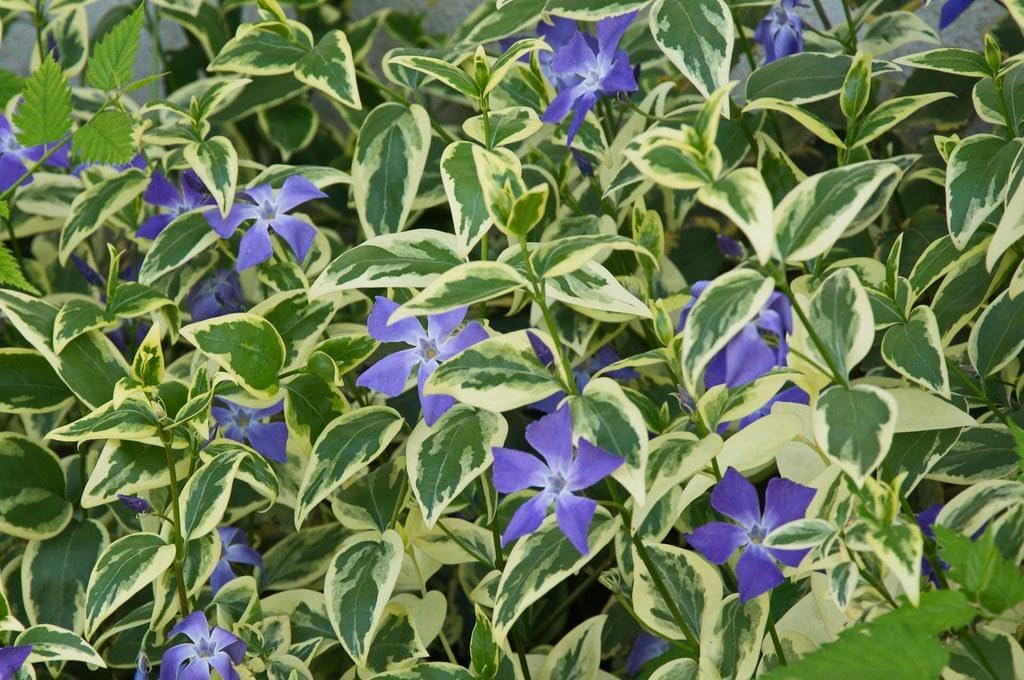 Varigated Vinca Major Plants Periwinkle/Vinca - Hardy Groundcover in 3.5 inch Pots (3 Count)