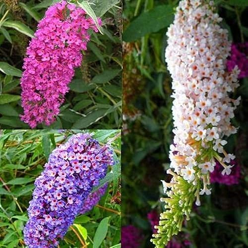 Miniatura 2 de Butterfly Bush Mix Seeds (Buddleja davidii) Flores perennes para plantar semillas al aire libre sin OMG 1000 semillas