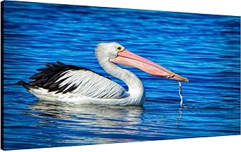 Canvas Wall Art for Living Room Bedroom Australian Pelican Big Large Wall Art Decor Framed Painting Wall Pictures Prints Artwork Office