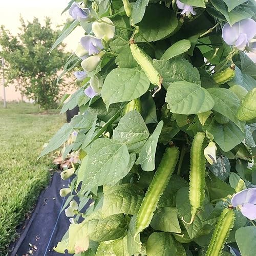 Miniatura 5 de QAUZUY GARDEN 50 semillas de frijol aladas para plantar jardín, Dragon Goa Princess Bean Semillas de verduras nutritivas sin OMG para jardín y