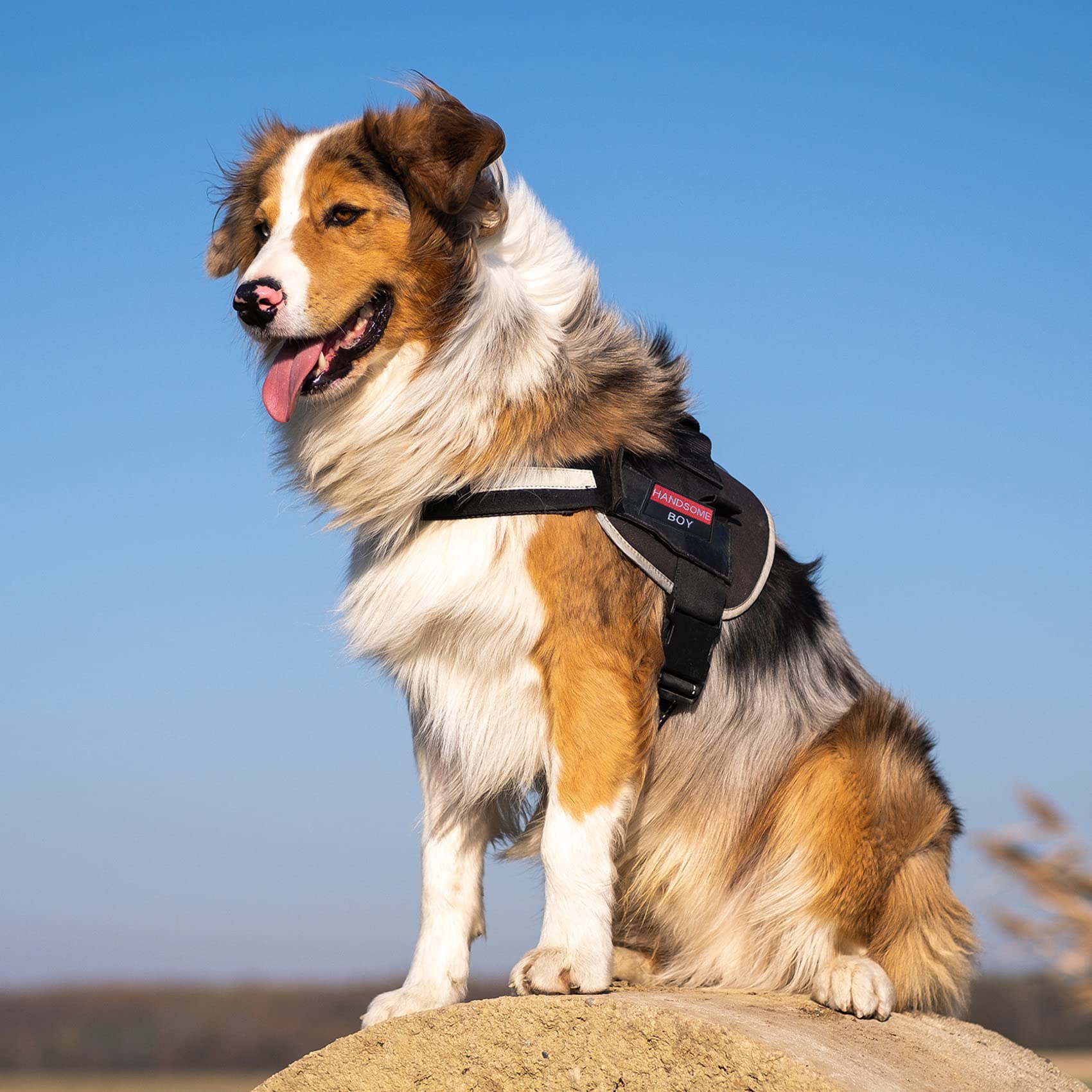 2 Stück 'Handsome Boy' Hunde-Patches – Bestickt, Mit Klettverschluss, Für Westen & Geschirre