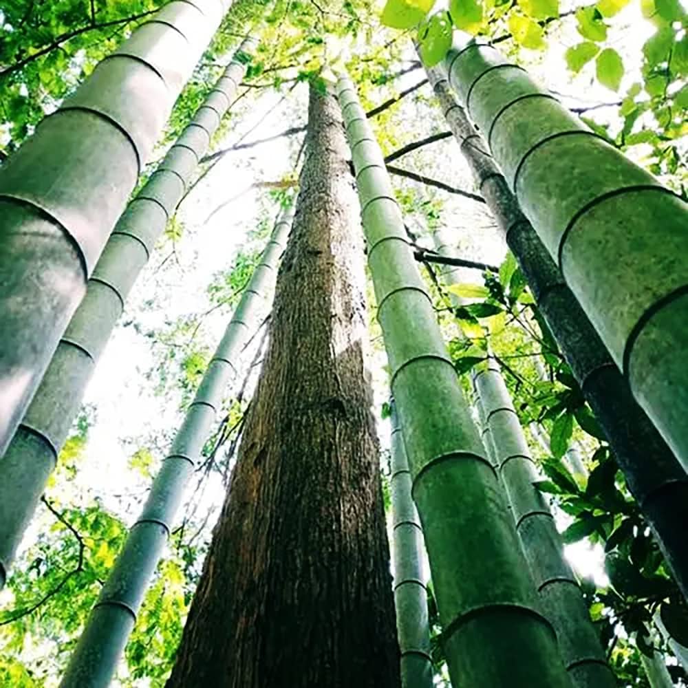 Bambu00f9 Gigante, Coltivazione E Usi