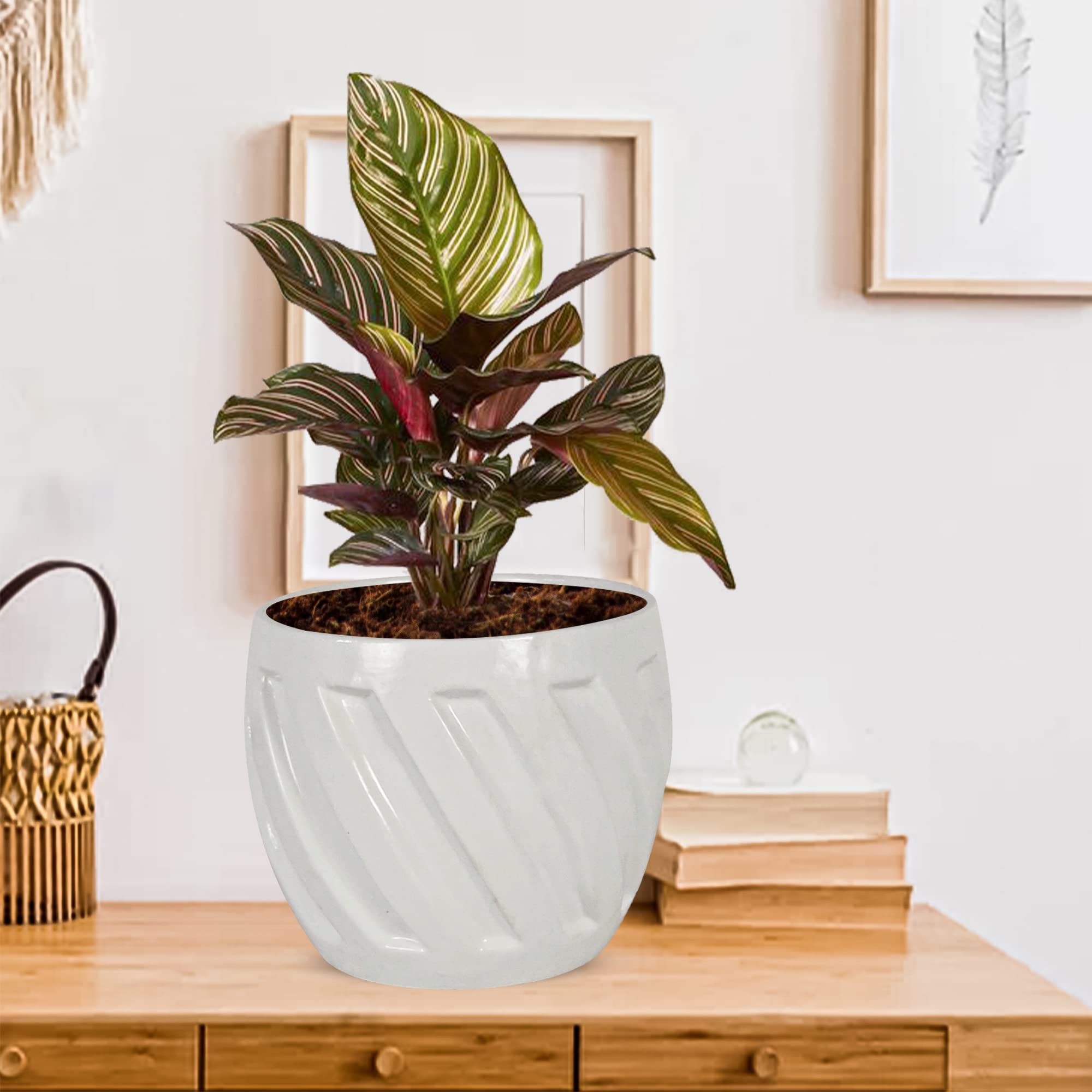 See full amazon price history chart for Lasaki Austin White Ceramic Pots for Indoor Plants, Planters, Flower, Pots, gamla, Outdoor, Balcony, Home, Garden, Office Decor, Succulent Pot (D - 11 X H - 11 cm)(Plants not Included) Lasaki Austin White Ceramic Pots for Indoor Plants, Planters, Flower, Pots, gamla, Outdoor, Balcony, Home, Garden, Office Decor, Succulent Pot (D - 11 X H - 11 cm)(Plants not Included) (B0BW435FCN) Amazon Price History, Amazon Price Tracker