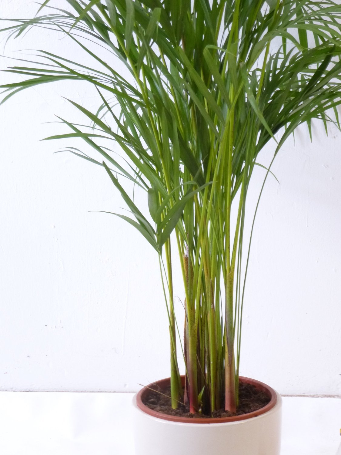 Goldfruchtpalme 130-150cm Chrysalidocarpus lutescens - "Areca Palme" /  Zimmerpalme : Amazon.de: Garten
