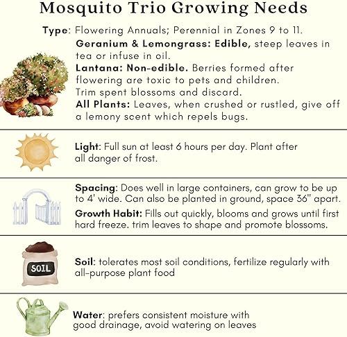 Miniatura 7 de Mosquito Trio - 9 plantas repelentes para mosquitos – incluye tres variedades: 3 geranios citronelas, 3 pastos de limón, 3 lantanas. Cada una de 4 a