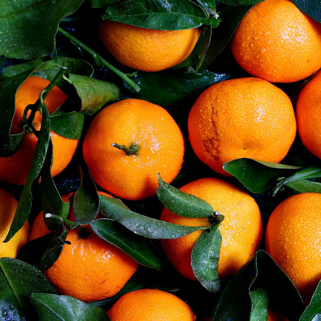 Agrumes Orange Sanguinello fruit à pulpe rouge Plante Fruitière pot 35 cm