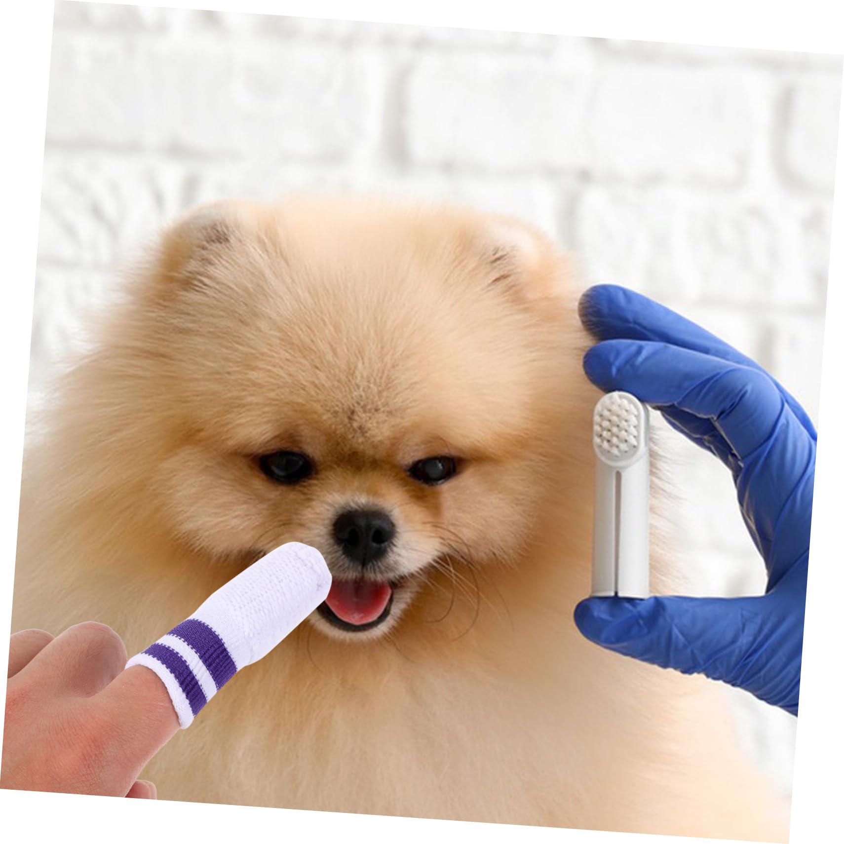 BESPORTBLE 30stücke Teiliges Für Haustiere Fingerzahnbürste Und Zahnreinigungspads Für Katzen Und Hunde Sanfte Zahnpflege Für Gesunde Zähne Und Frischen Atem Einfach Der Anwendung