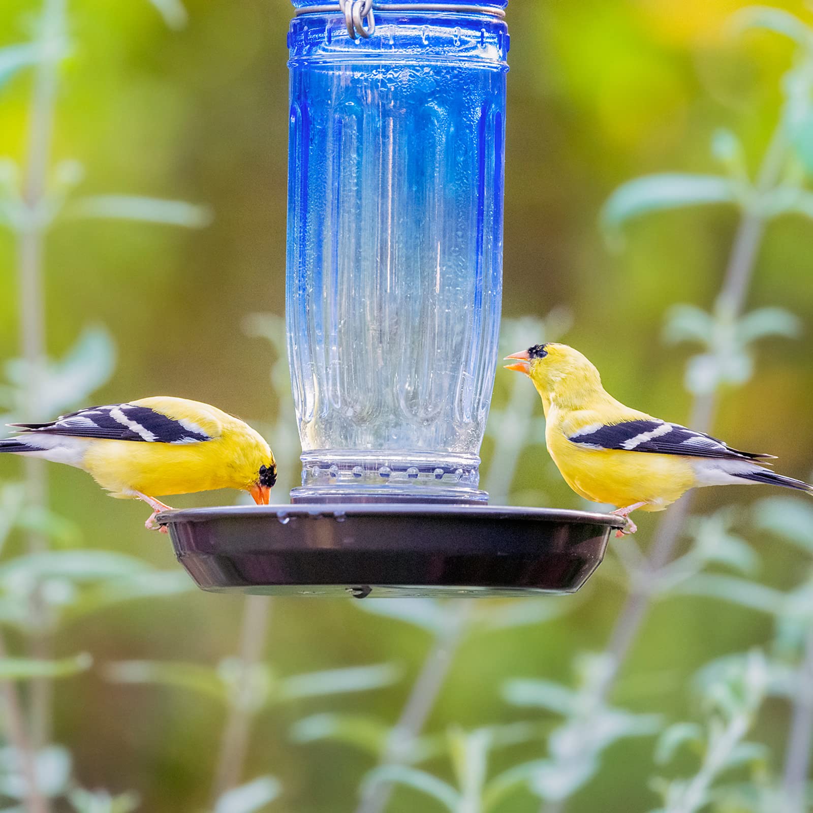 Kingsyard Comedero de agua para pájaros, dispensador de agua de vidrio de 16 onzas, dispensador de agua para pájaros con colgante de metal para decoración exterior de jardín, patio, azul