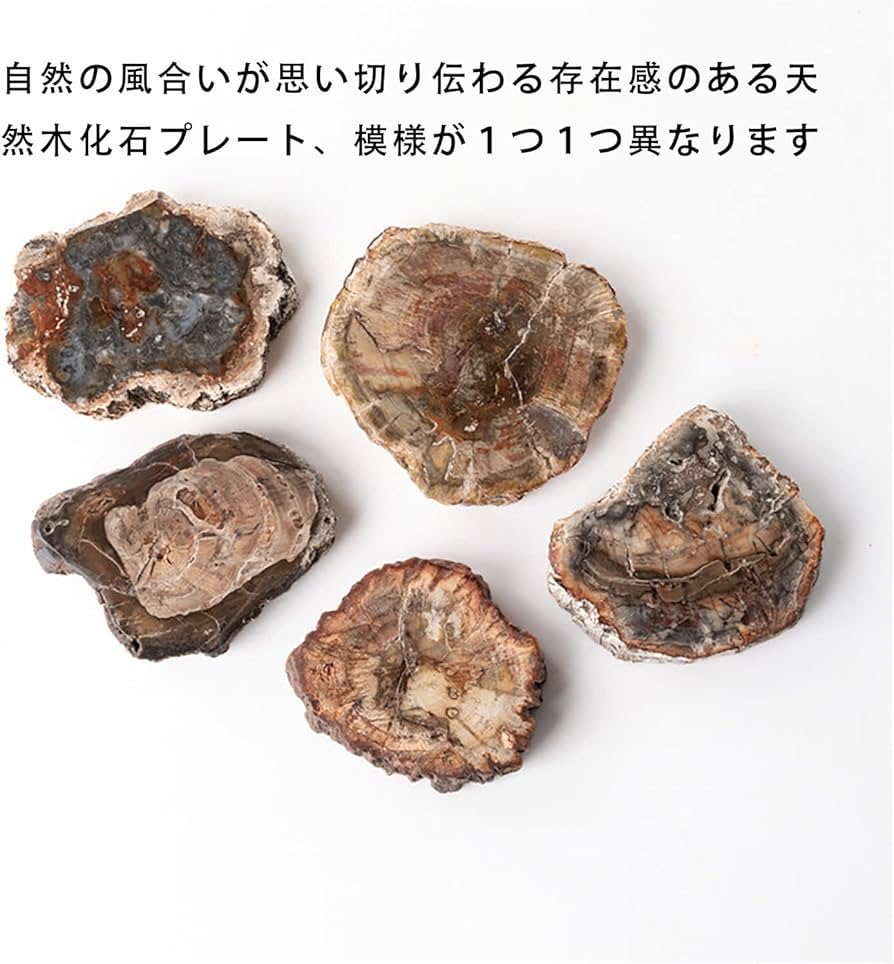 綺麗な化石 天然木 化玉原石 綺麗な化石 天然木 化玉原石