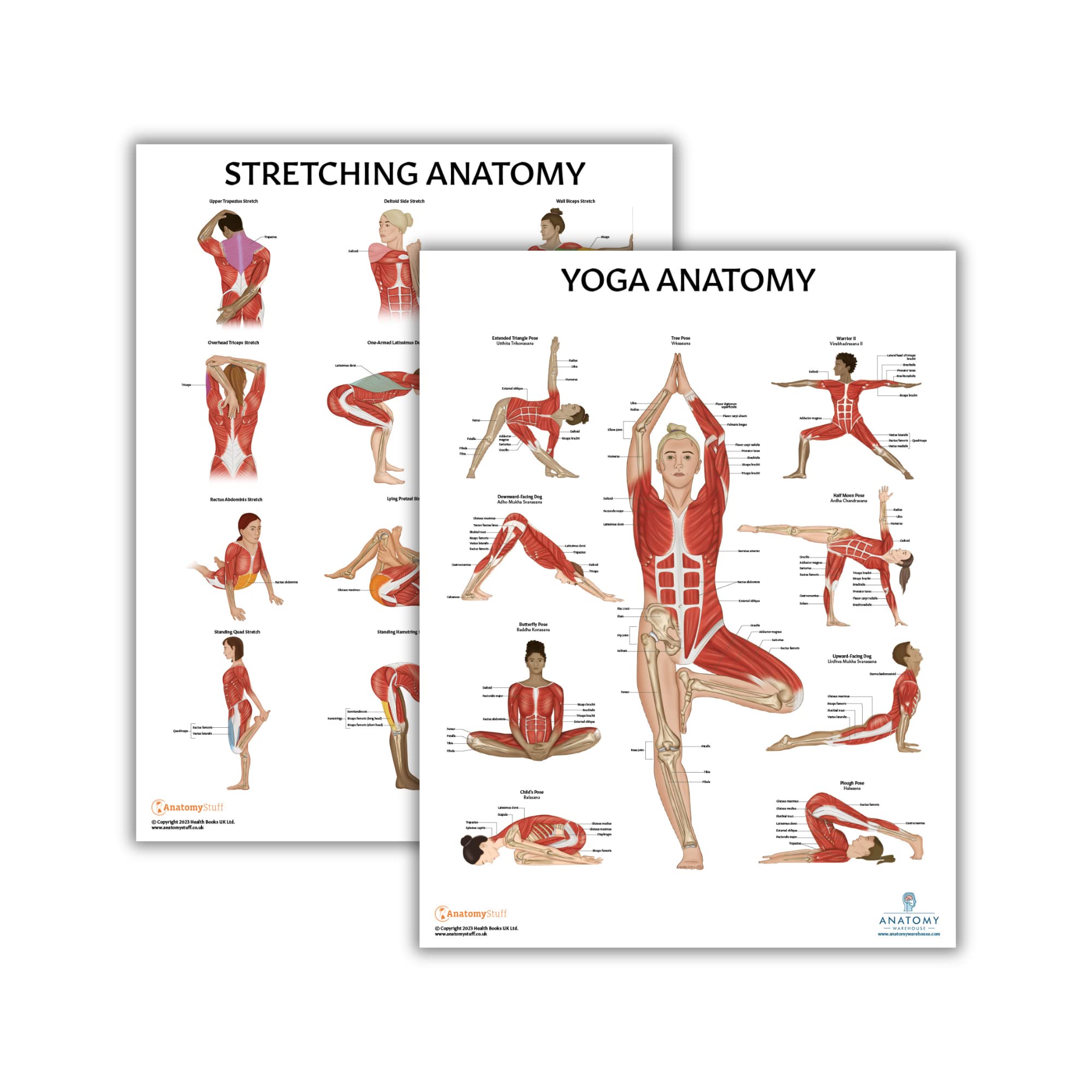 Anatomy Lab 2 PACK Stretching and Yoga Anatomy Poster Set, LAMINATED, Anatomy and Physiology Poster, 17.3 x 22.5 Inches, Human Anatomy Poster, Stretching Exercise Chart, Yoga Poses Chart, Comprehensive Stretching Poster - Illustrated Yoga Chart