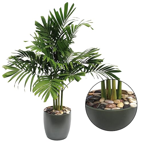 Miniatura 5 de Virekm River Rocks - Piedras ornamentales decorativas para jardín, paisajismo, relleno de grava para decoración del hogar, cama de flores, pecera,