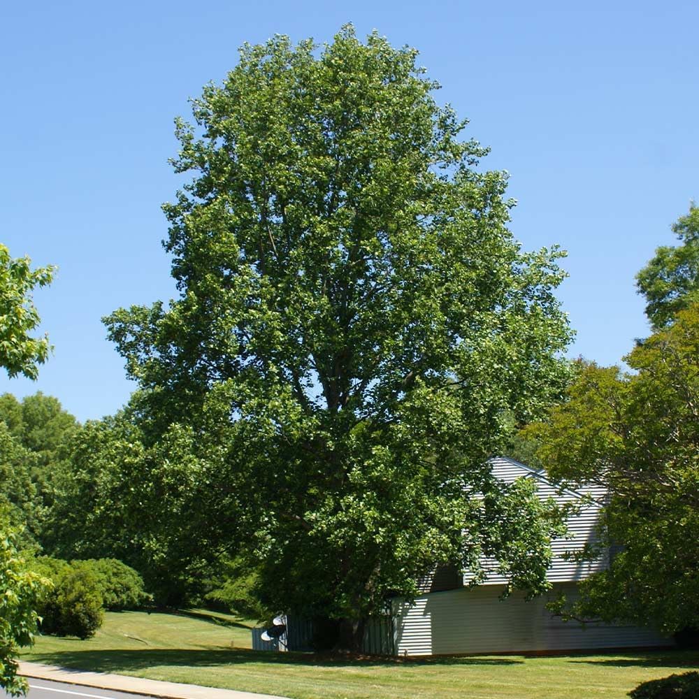 Brighter Blooms - Tulip Poplar Tree, 6-7 ft. - No Shipping to AK, AZ, HI