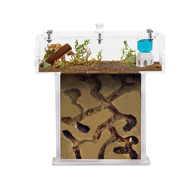 Kit Hormiguero Acrílico de Espuma en Forma de T Mini - Sándwich 14x5x14cm cm y Caja de Forrajeo