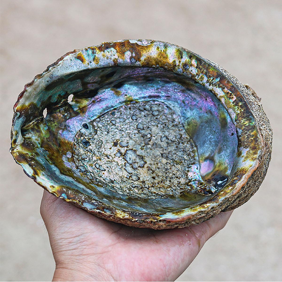 Conchiglia Naturale, Conchiglie Grandi Naturali di Abalone 13-16 cm for Decorazioni for Matrimoni, Feste a Tema Spiaggia, Decorazioni for la casa(13~14cm)