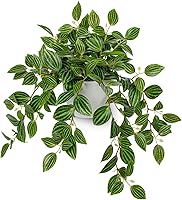Briful Faux Watermelon Peperomia Artificial Potted Silk Plant - Realistic Draping Greenery for Indoor Shelf Office Bathroom Decor Green