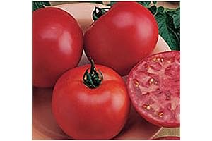 Burpee Big Boy Tomato Seeds: A Garden Giant