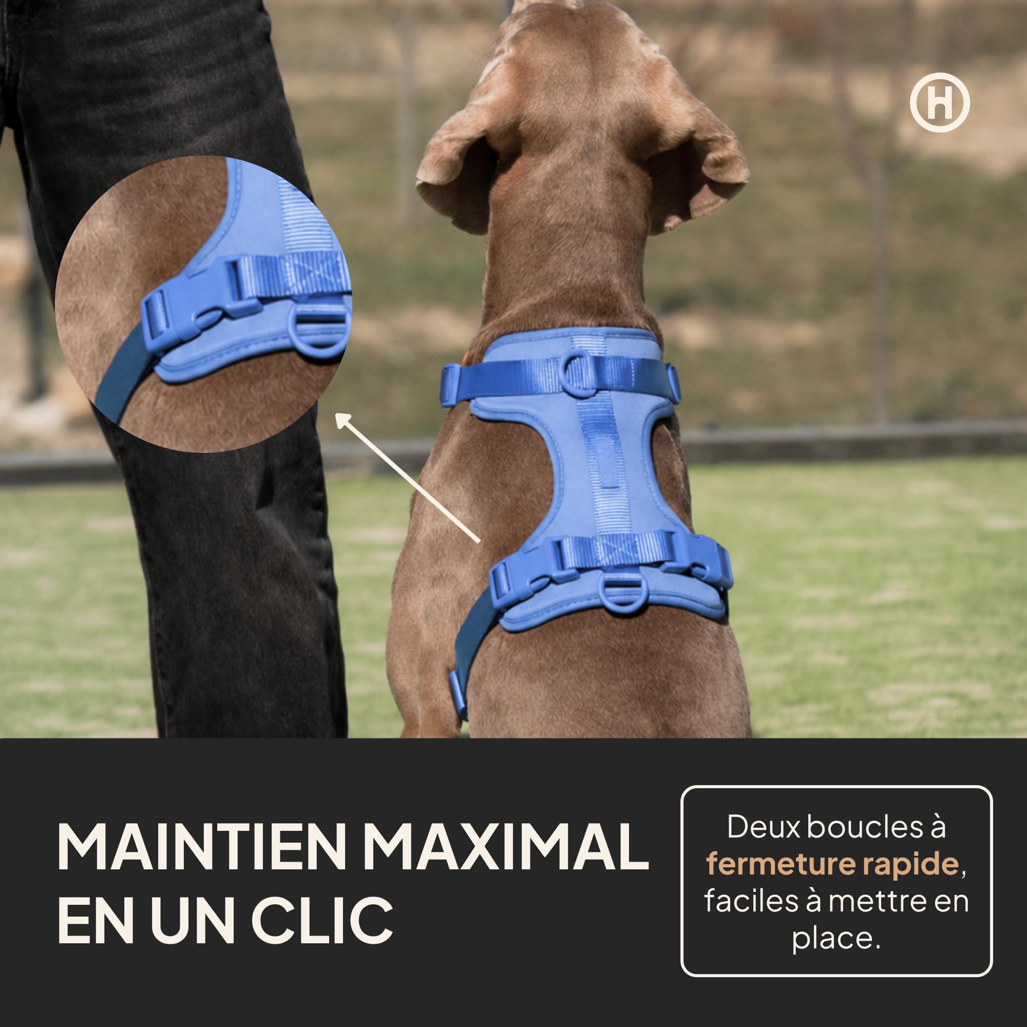 Harnais pour Chiens de Grande Taille Moyenne et Petite, Harnais rembourré, Anti-Traction, Confortable et réglable pour Animaux de Compagnie, Couleur Sky, Taille L