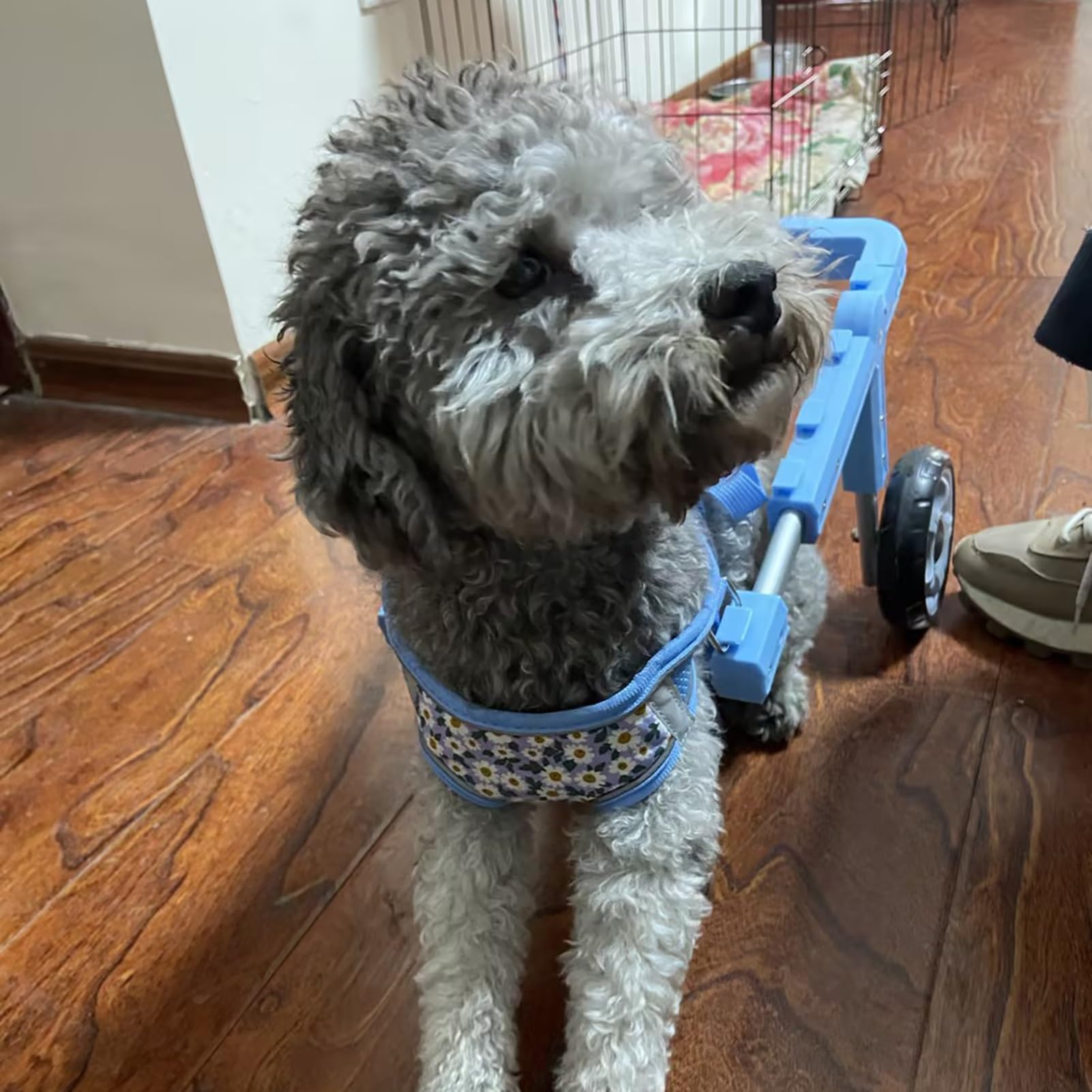 Silla de ruedas para perros pequeños ideal para paseos activos y cachorros