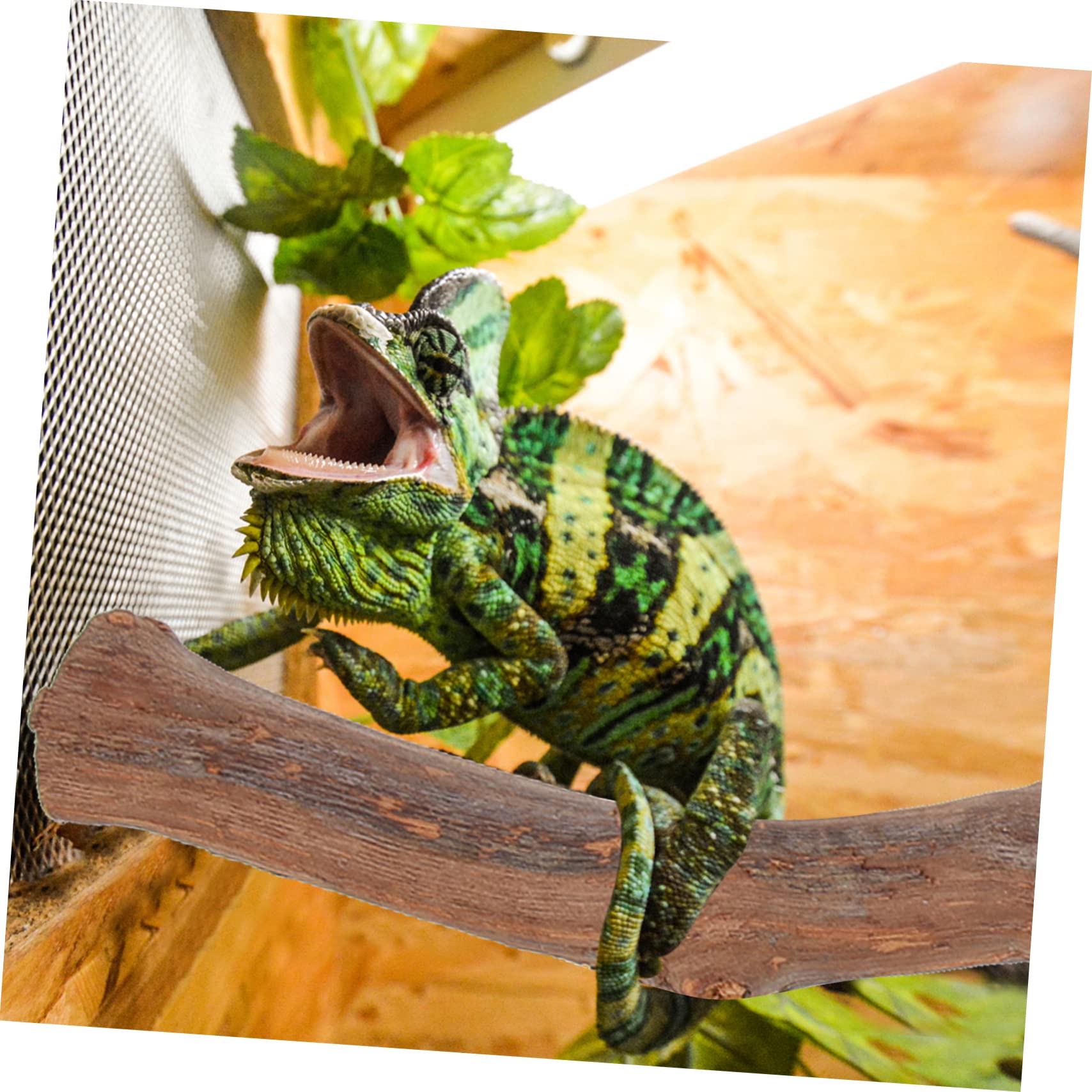 Yardwe 4 Piezas de Mascotas Lagarto Enredaderas para terrario de Reptiles decoración del terrario de Reptiles árbol Decoración para terrarios Accesorios para Reptiles de Madera
