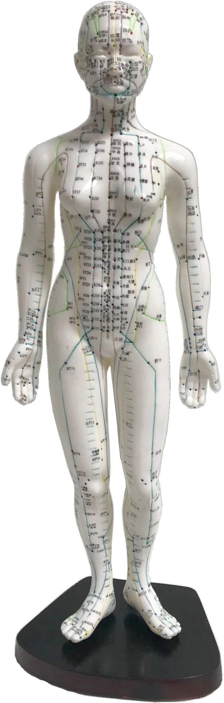 KS Female Acupuncture Model 19" with Chinese and English Points