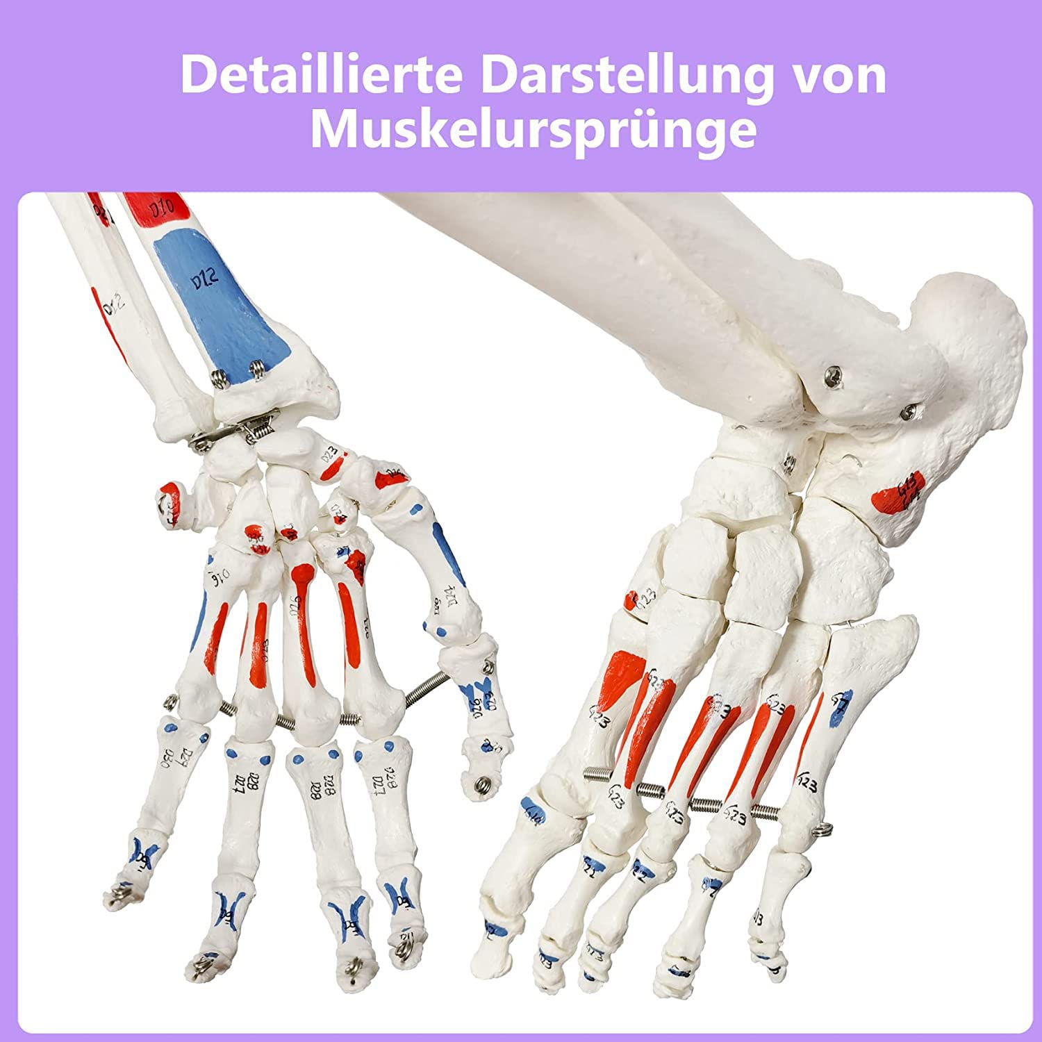 Decorazione Medica Originale In Resina - Denti Rimovibili, Per Studio Medico O Decorazione Modello Teschio Umano - Foto 10