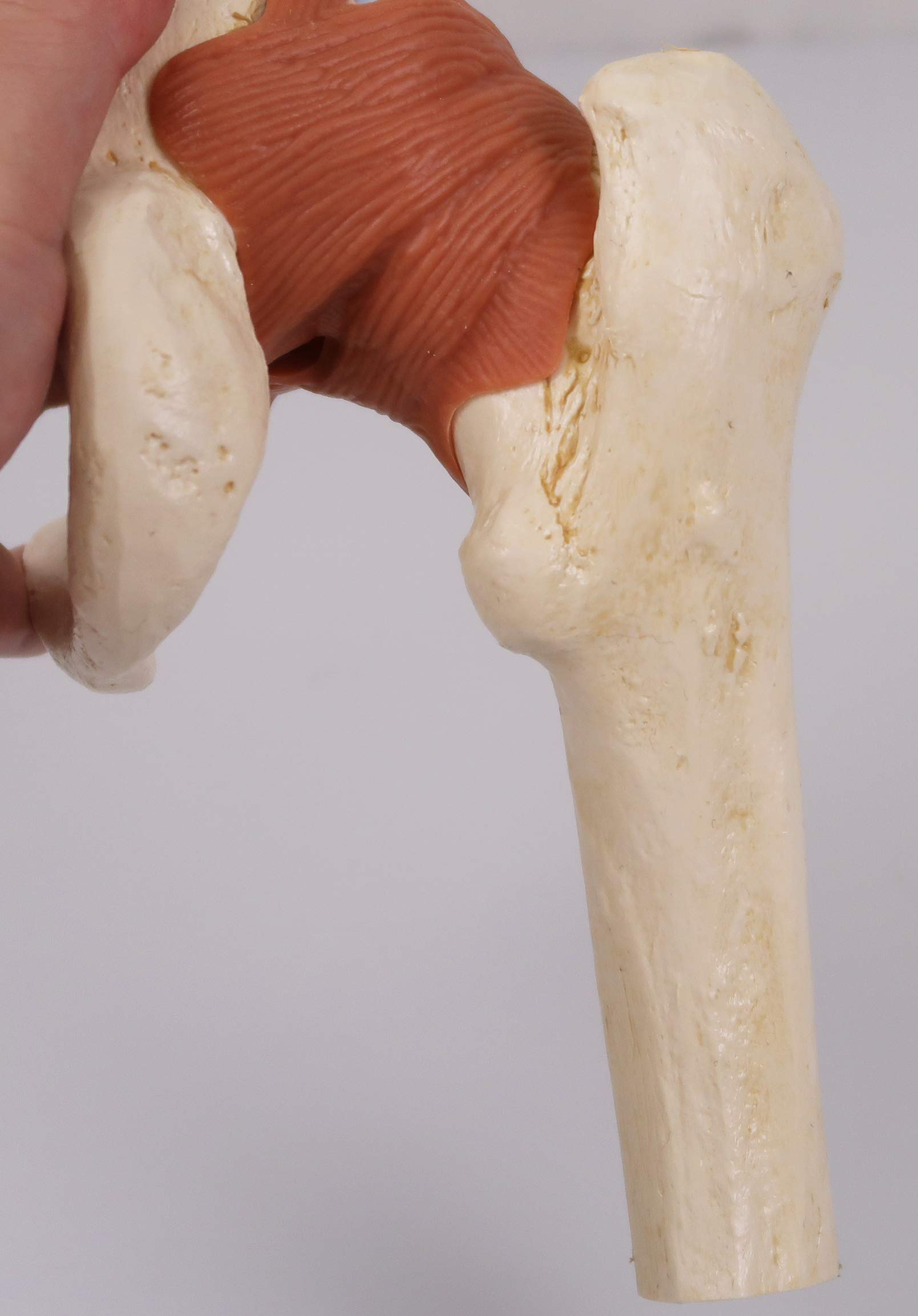 3B Scientific A81/1 Modello Funzionale di Lusso dell'Articolazione dell'Anca + software gratuito di anatomia - 3B Smart Anatomy