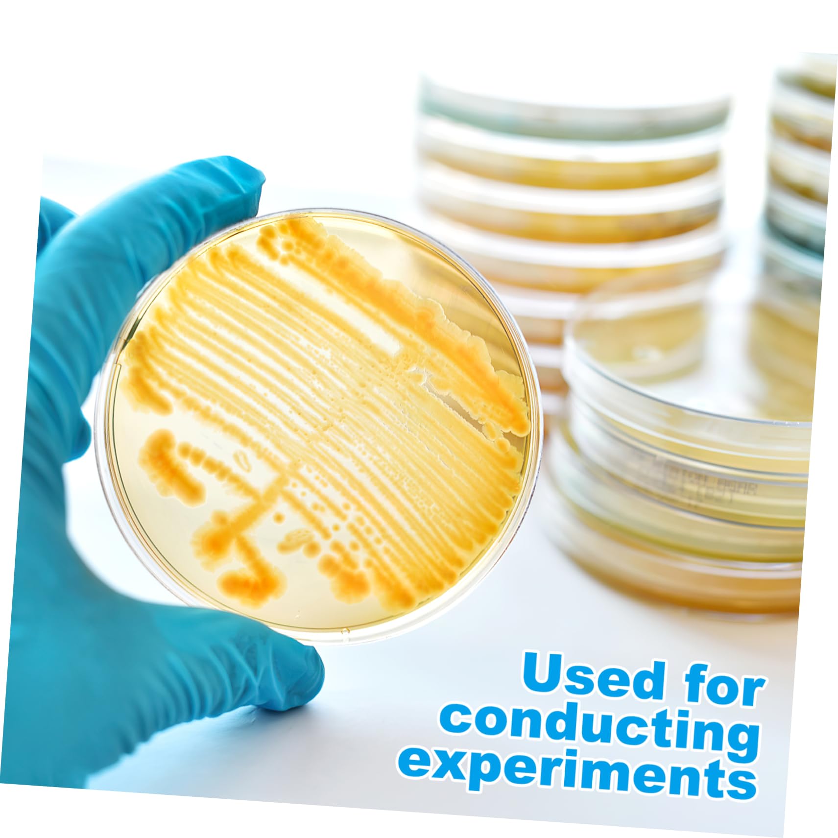 SOLUSTRE Piastre Petri Con Agar Preconfezionate 7X7X0.8 Pollici Kit 20 Pezzi Strumenti Scientifici Per Coltura in Laboratorio Piatti Nutrienti Per Esperimenti Stem Scuola