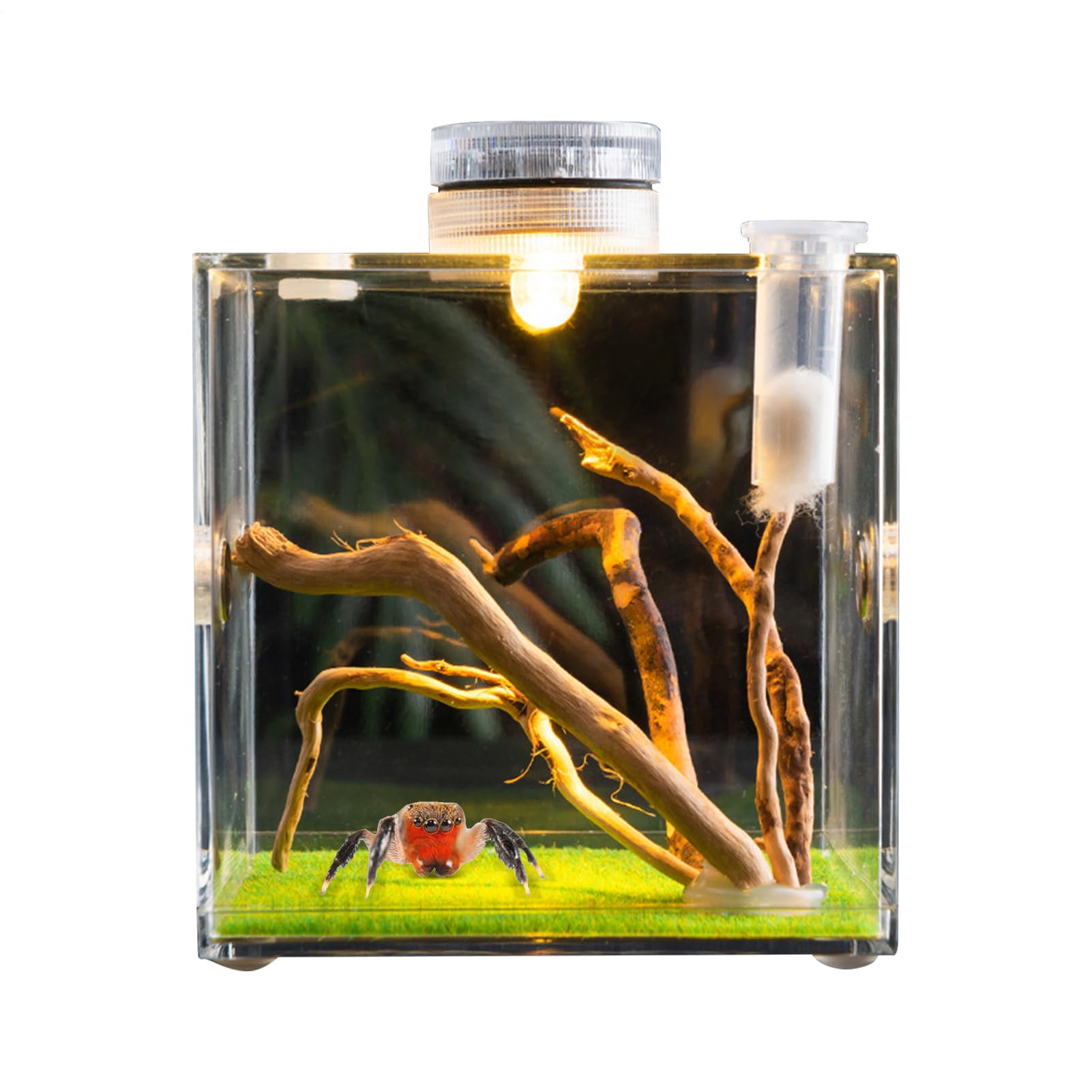 Enclos pour araignées sauteuses, Habitat d'araignées, Terrarium d'araignées, Cage à araignées, Cage en Acrylique, Terrarium à Insectes